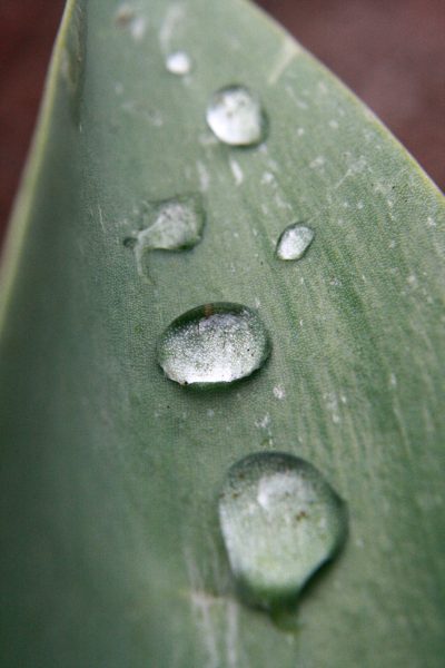 Drops of Water on Tulip Leaf - Free High Resolution Photo 