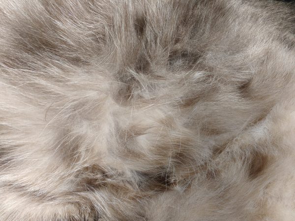 Kitty Belly Fur Texture - Free High Resolution Photo 