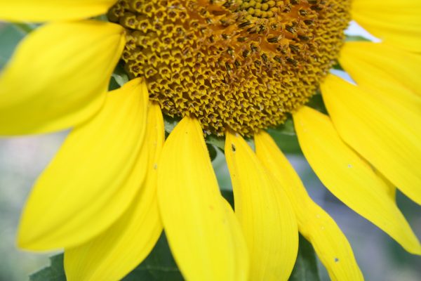 Sunflower Close Up - Free High Resolution Photo 