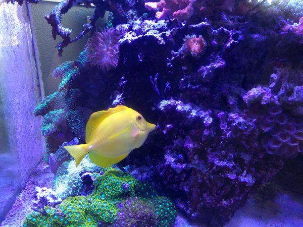 Yellow Tang Fish - Free High Resolution Photo 