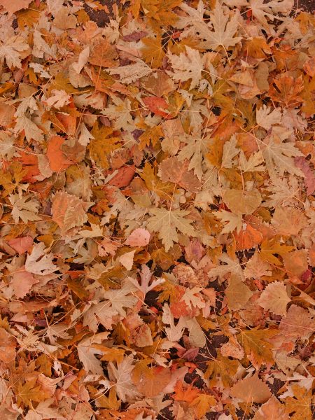 Fall Leaves on the Ground - Free High Resolution Photo