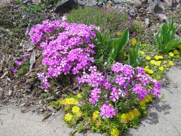 Ice Plant And Xeriscape