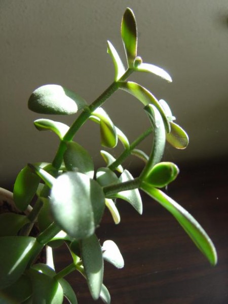 Jade Plant in Sunlight