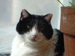 photo of black and white cat next to a flower pot