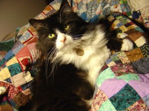 photo of black and white cat on a colorful patchwork quilt