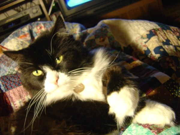 photo of black and white cat with its paws crossed