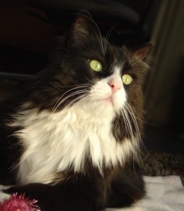 photo of black and white cat with dreamy eyes