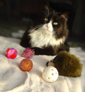 photo of black and white cat with toys