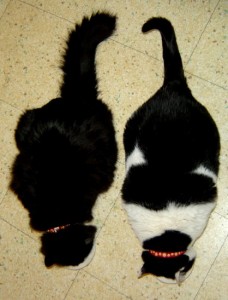 photo of two fat black and white cats eating