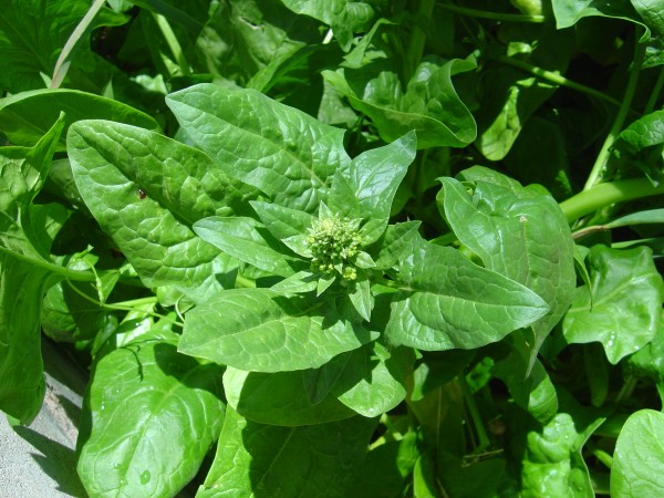 photo of spinach plant that is starting to bolt or go to seed