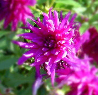 photo of magenta colored pink flower with leaves in background