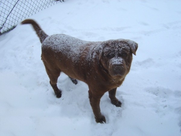 photo of brown dog dusted with a covering of snowflakes
