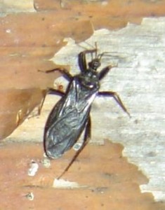 photo of a black bug on wall with peeling paint