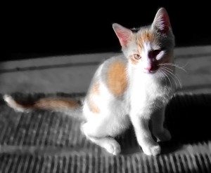 colorized photo of a calico kitten sitting in a sunbeam with textured background
