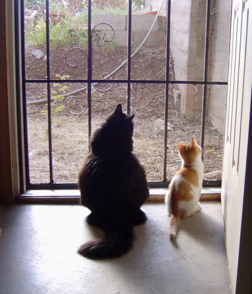 photo of a cat and kitten gazing out a screen door with sunlight pouring in