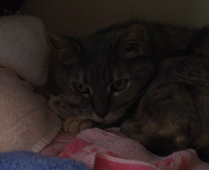 dark photo of a cat sleeping on towels in a linen closet