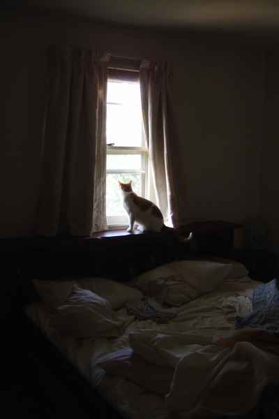 photo of a cat looking through a sunny window with bed in foreground