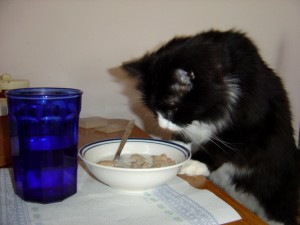 Cat Sniffing Breakfast Cereal