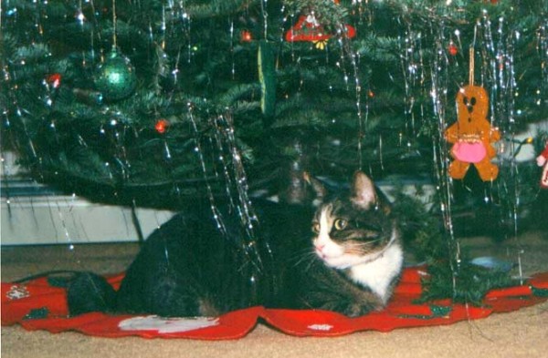 photo of a gray tabby cat underneath a Decoratied Christmas Tree