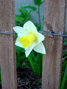 photo of yellow and white daffodil peeking through wooden fence