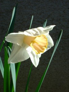 photo of a single yellow and white daffodil