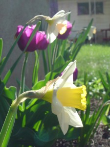 photo of yellow daffodils and magenta tulips in a yard