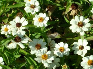 photo of white daisies in the sunlight