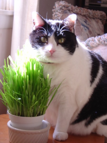 photo of black and white cat with kitty greens in the sunlight