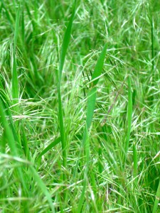 Grass Going to Seed