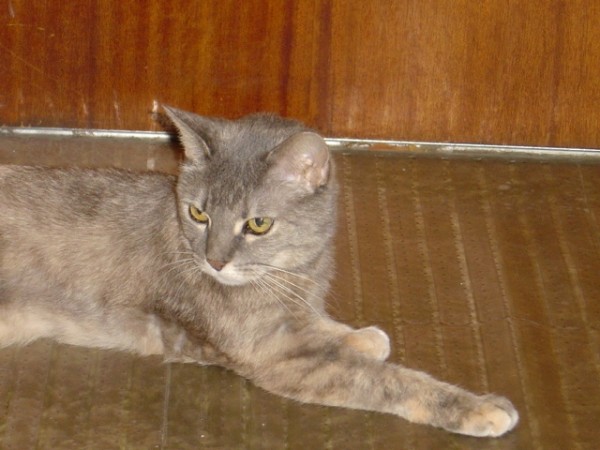 Gray Cat in Front of Door