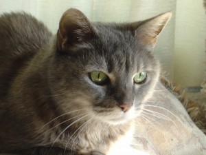 Gray Tabby Cat Close Up