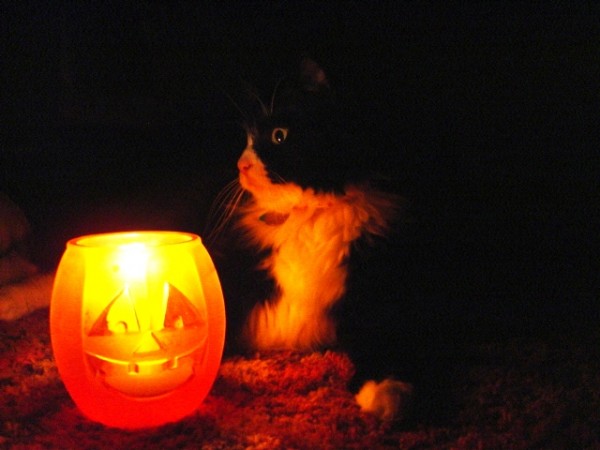Halloween Candle with Black and White Cat