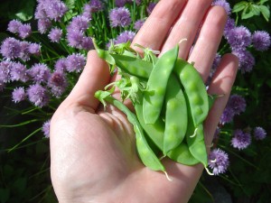 Hand Full of Snow Peas