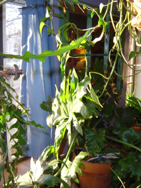 House Plants in Window
