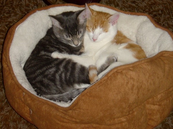 cute photo of two kittens one grey and one orange hugging in a kitty cat bed