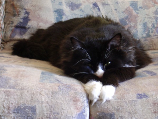 Cat with nose resting between paws