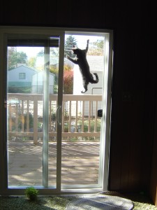 Kitten Climbing Screen Door