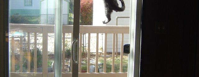 Kitten Climbing Screen Door