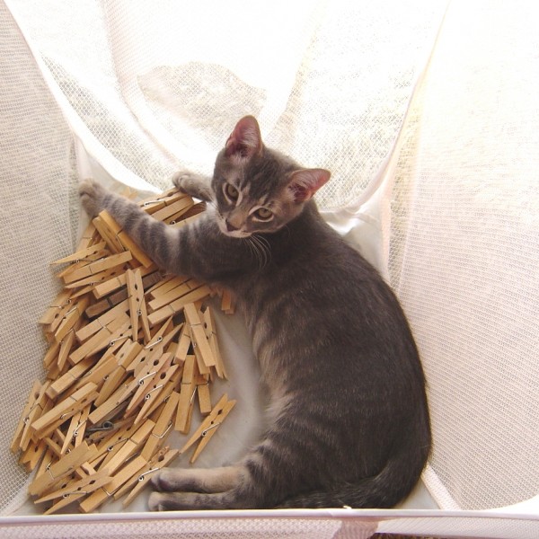 Kitten in Laundry Basket with Clothespins