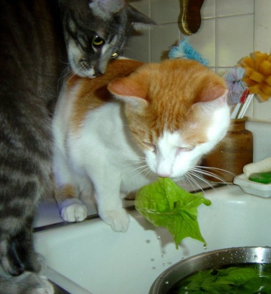 Kittens Eating Spinach