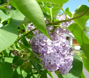Closeup Photo of Purple Lilac Flowers