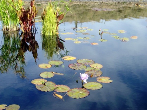 Photo of Lilypads in pond with sky reflected