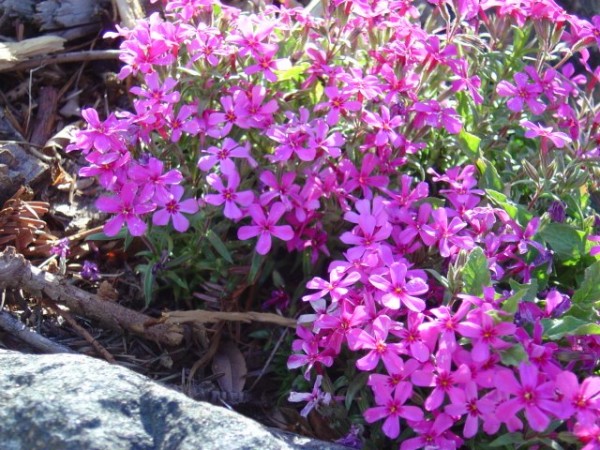 photo of magenta colored flowers creeping phlox