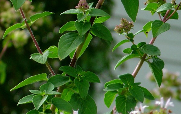 Oregano Plant Leaves