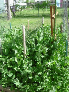 photo of pea vines in a backyard garden