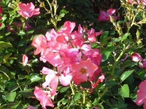 photo of pink flowers with sunlight