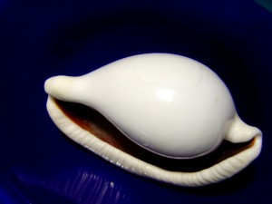 photo of a shiny white sea shell