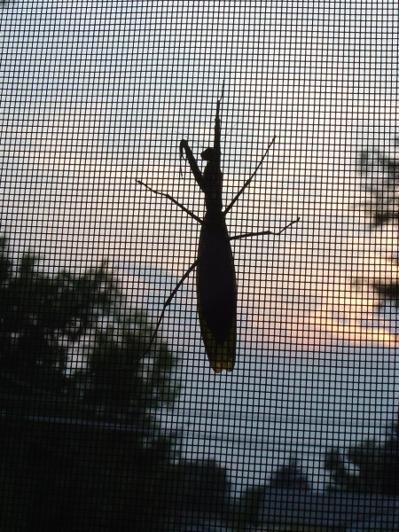 photo of a preying mantis on a window screen