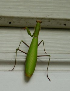 photo of a large preying mantis