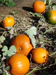 photo of fall pumpkins in a pumpkin patch